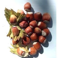 Саджанець Фундук Панський в контейнері